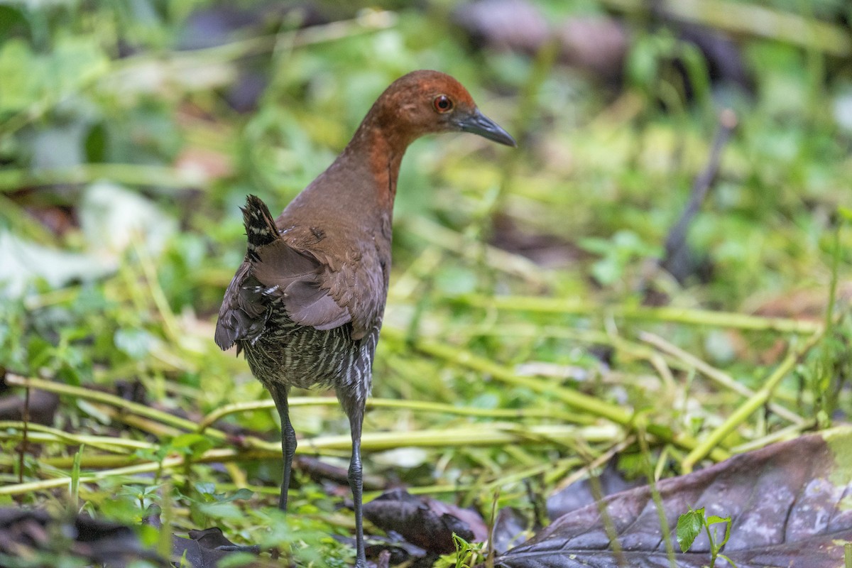 Slaty-legged Crake - ML622772662