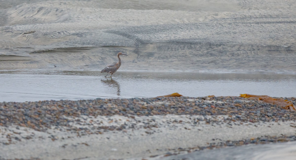 Reddish Egret - ML622772692