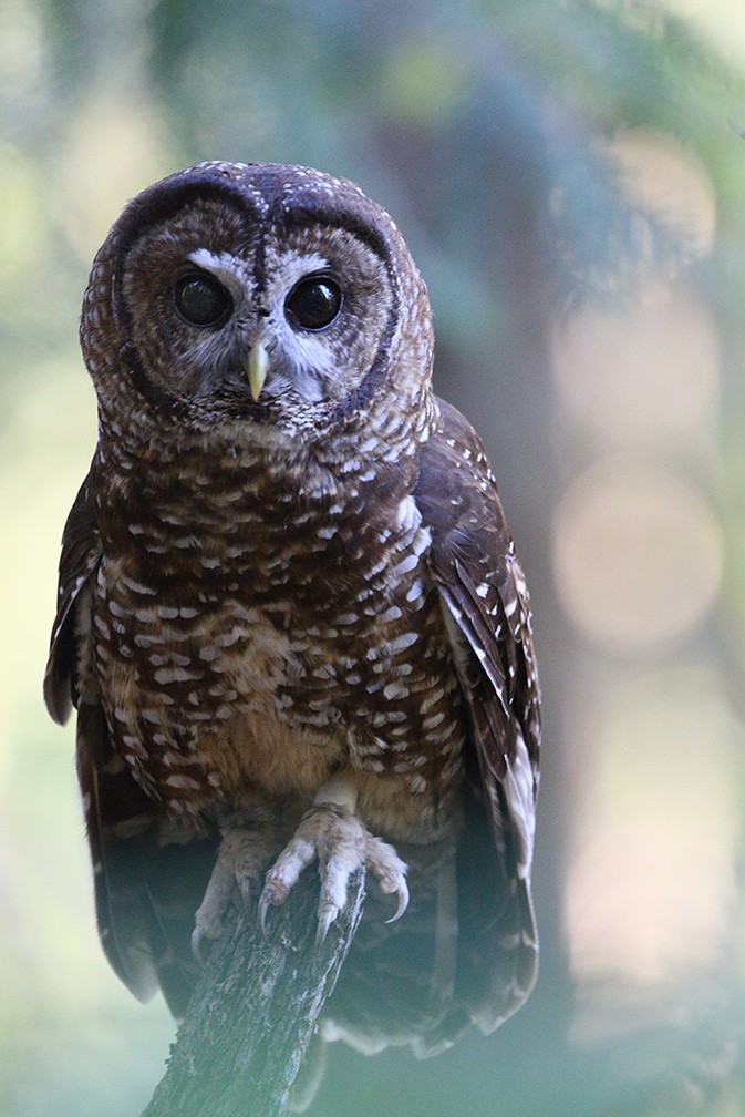 Spotted Owl - Karl Schneck