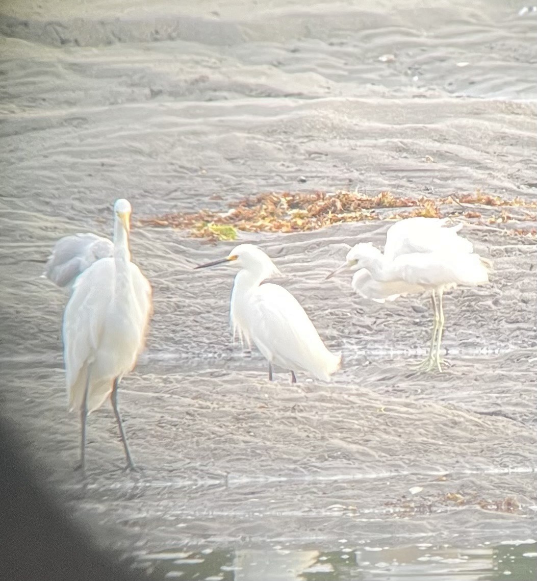 Little Blue Heron - ML622772730