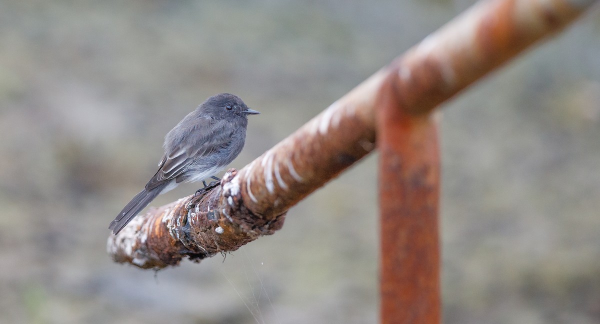 Black Phoebe (Northern) - ML622772777