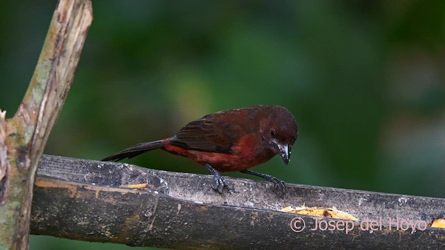 Silver-beaked Tanager - ML622772790