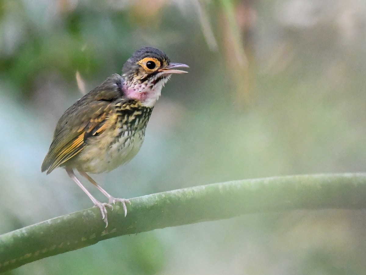 Snethlage's Antpitta - ML622772816