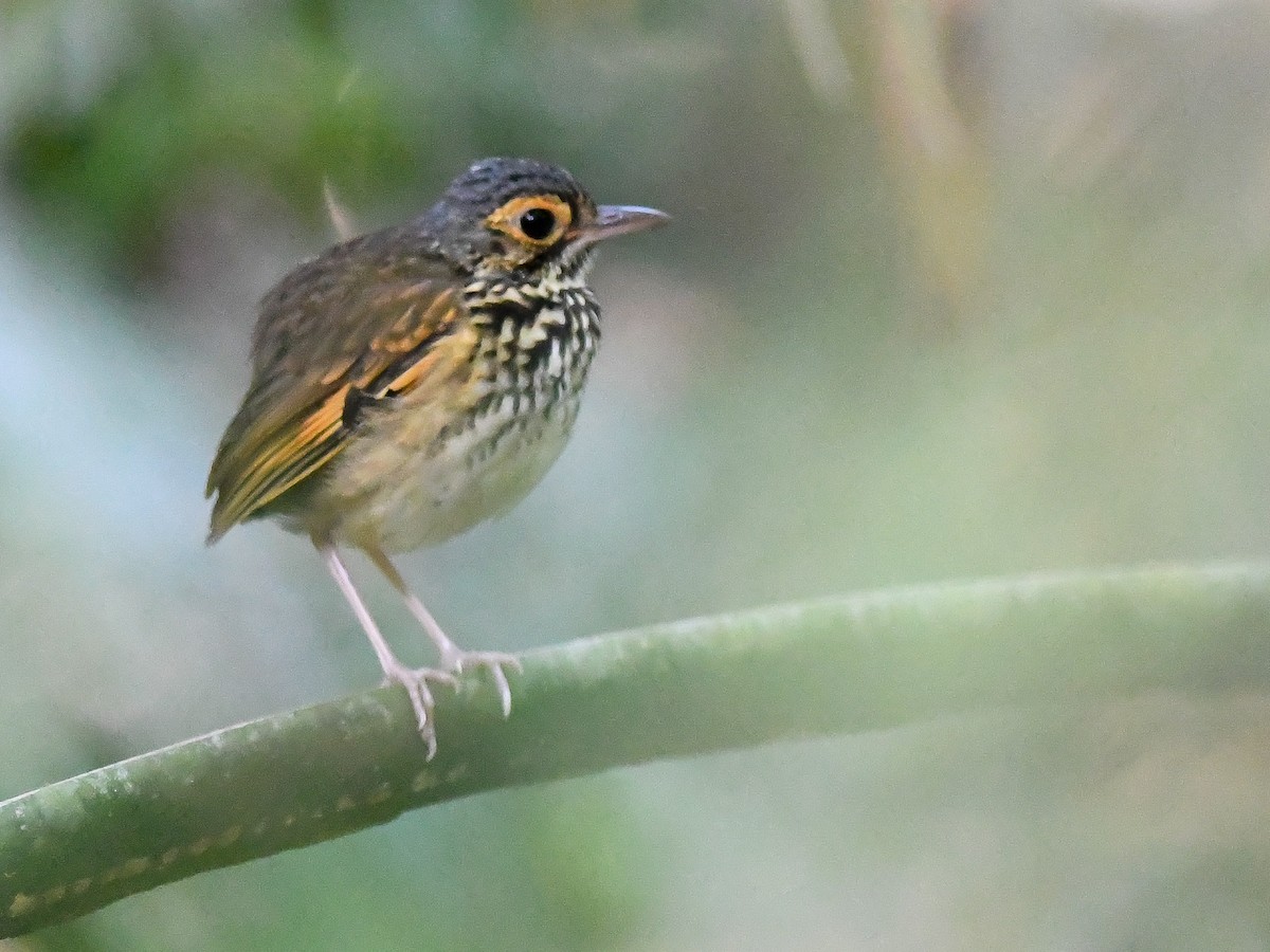 Snethlage's Antpitta - ML622772817