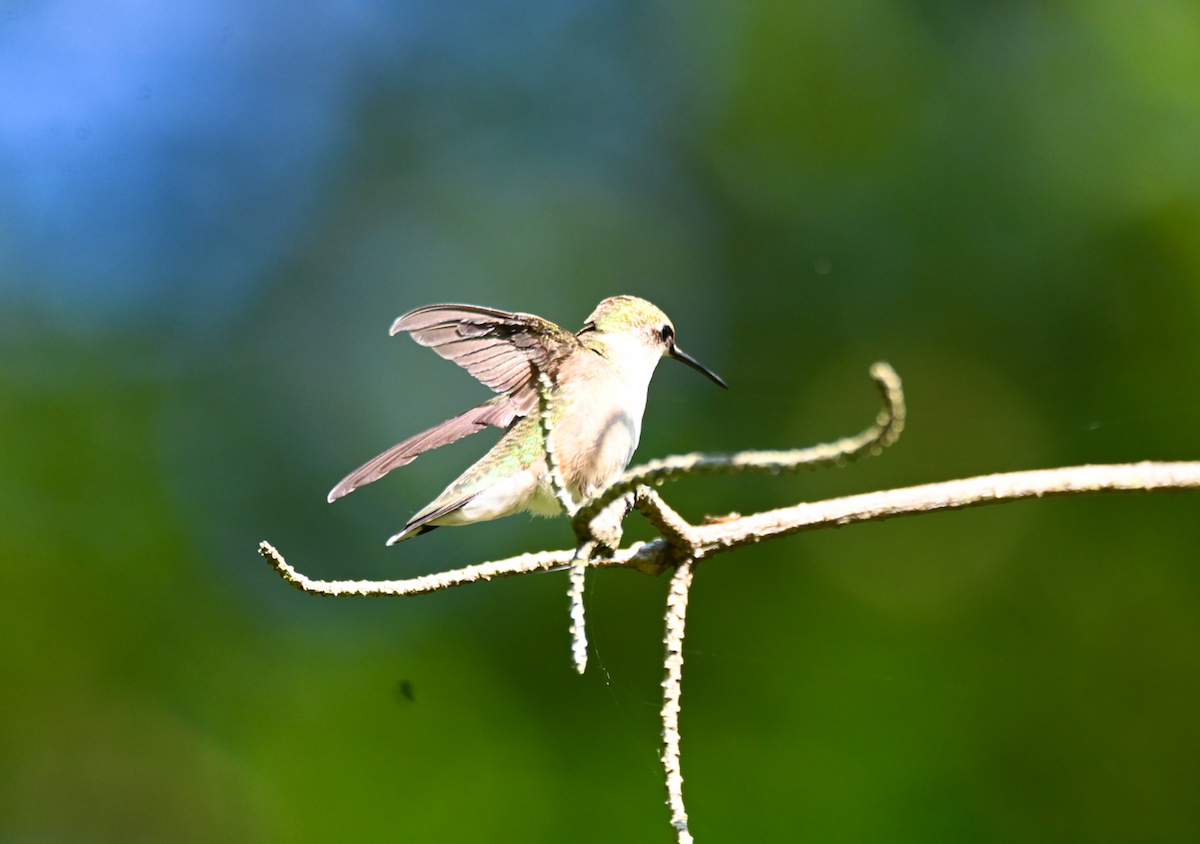 Ruby-throated Hummingbird - Heather Buttonow