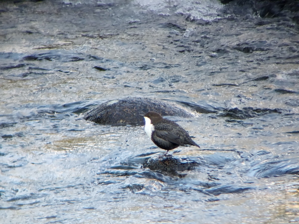 White-throated Dipper - ML622772863