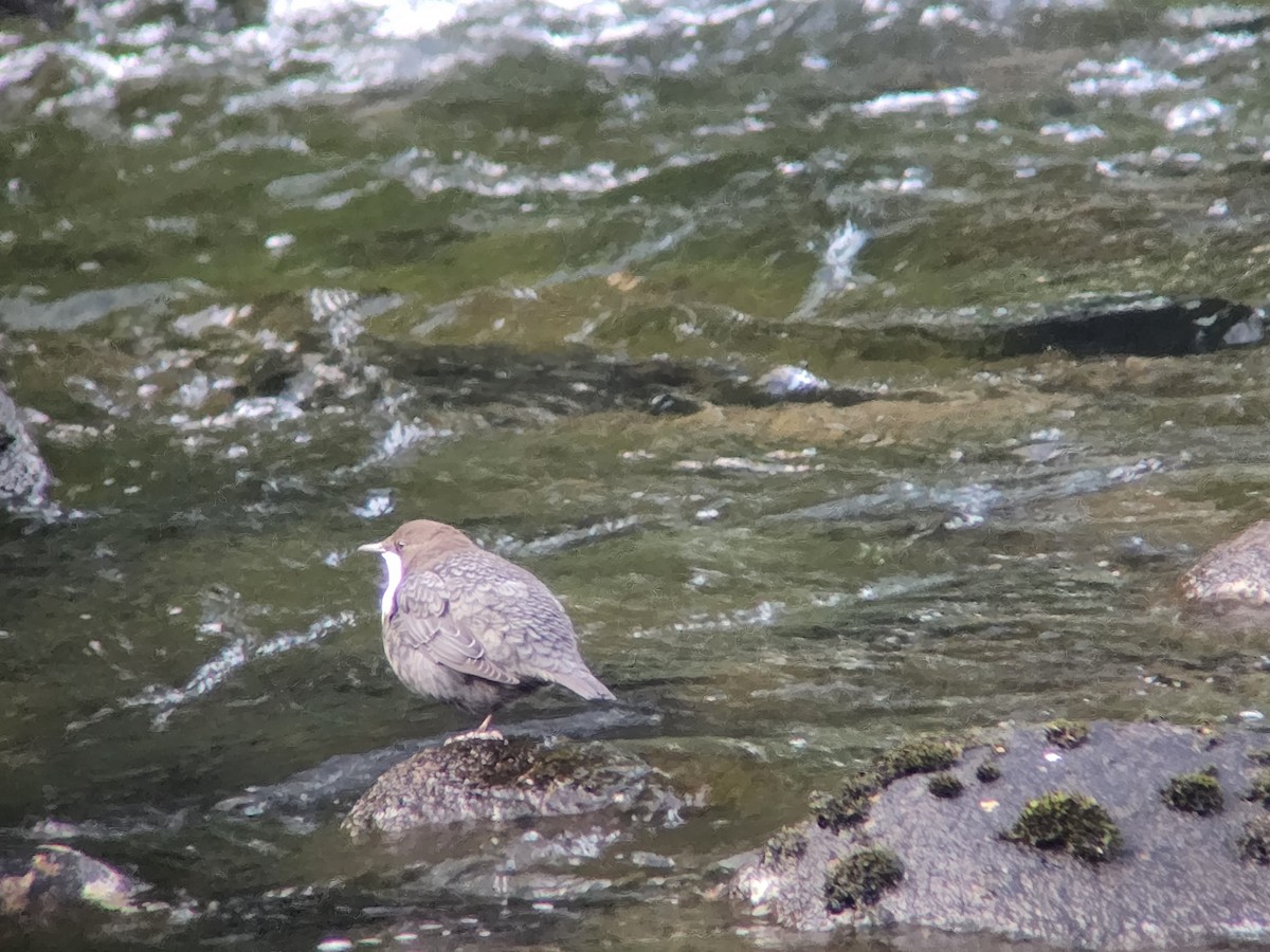 White-throated Dipper - ML622772864