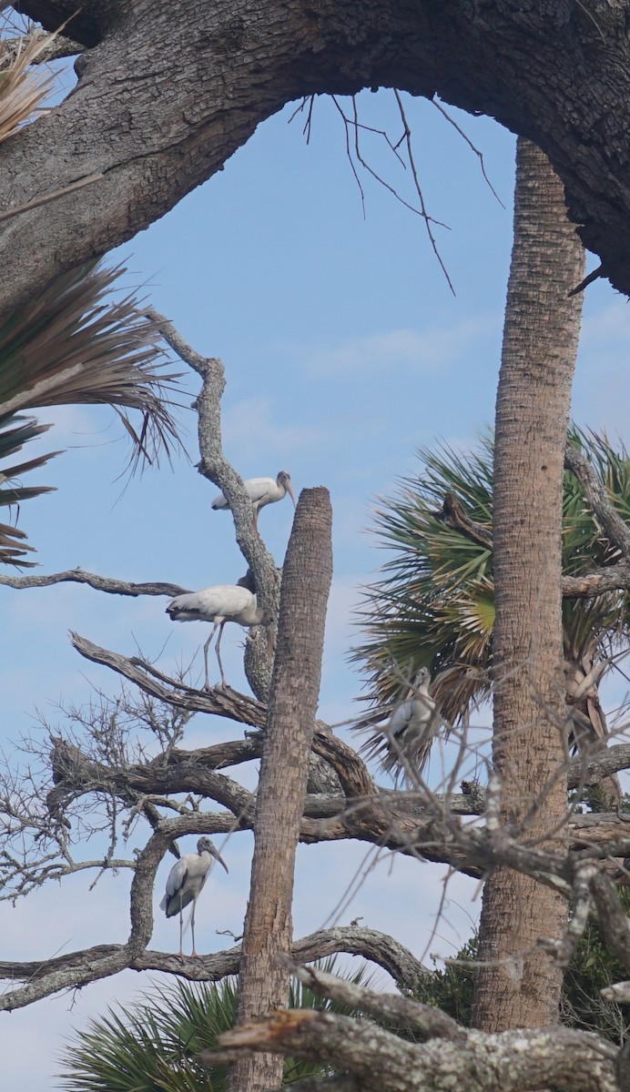 Wood Stork - ML622772878