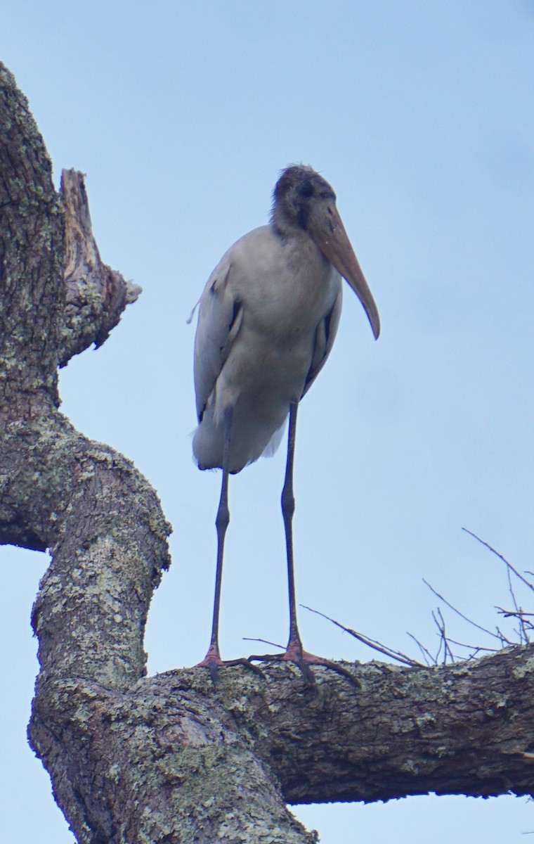 Wood Stork - ML622772900