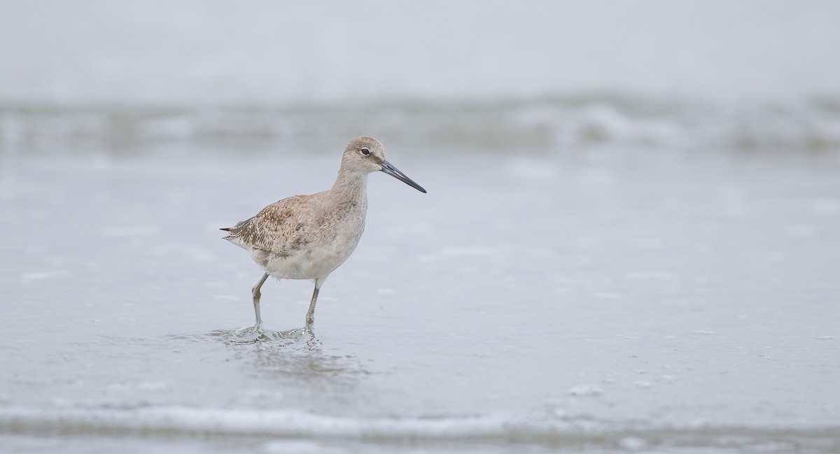 Willet (Western) - ML622772910