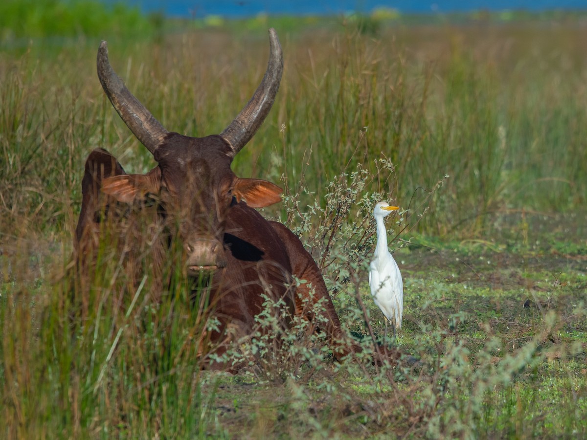 Sığır Balıkçılı - ML622772914