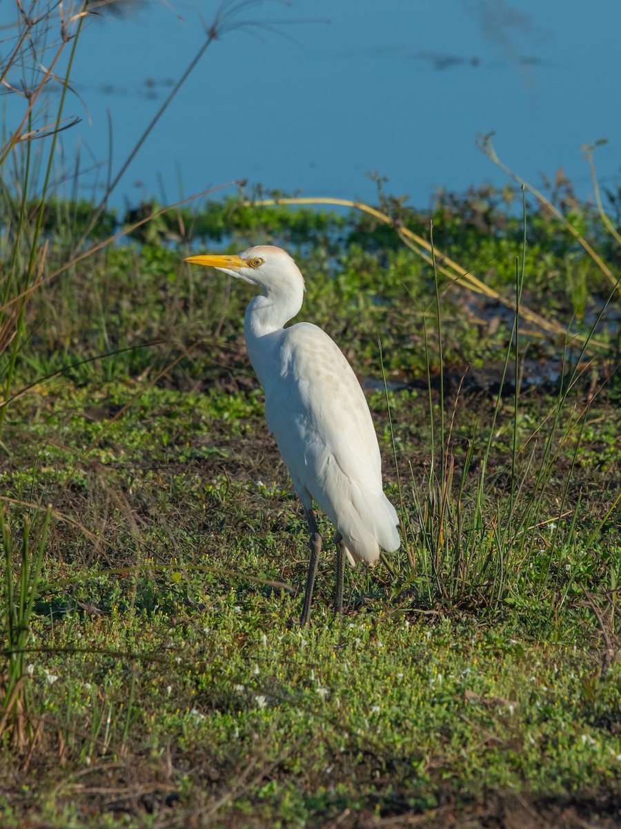 Sığır Balıkçılı - ML622772915