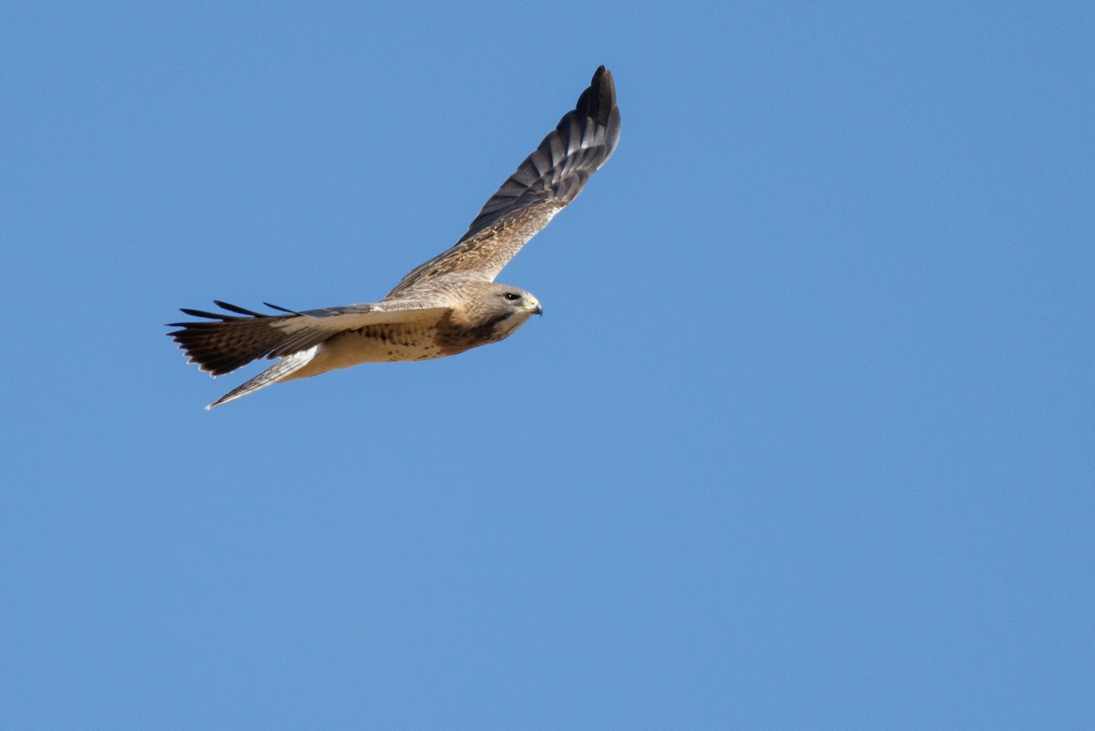 Swainson's Hawk - ML622772990