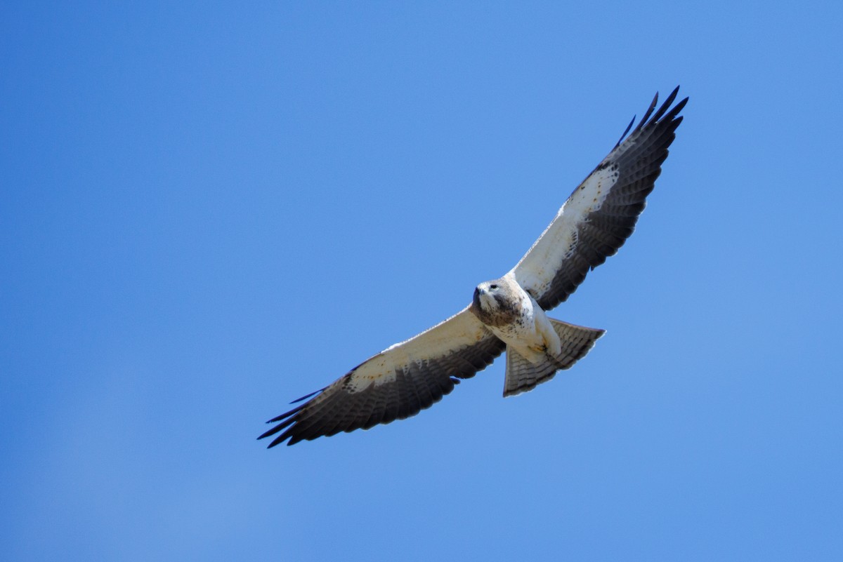 Swainson's Hawk - ML622772991