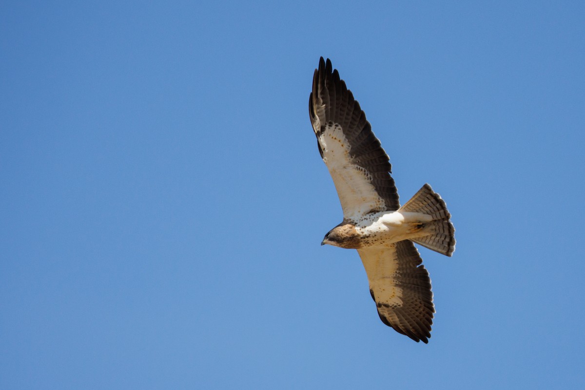 Swainson's Hawk - ML622772992