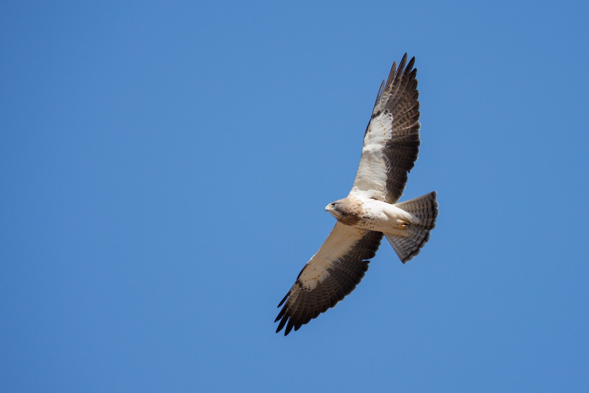 Swainson's Hawk - ML622772993