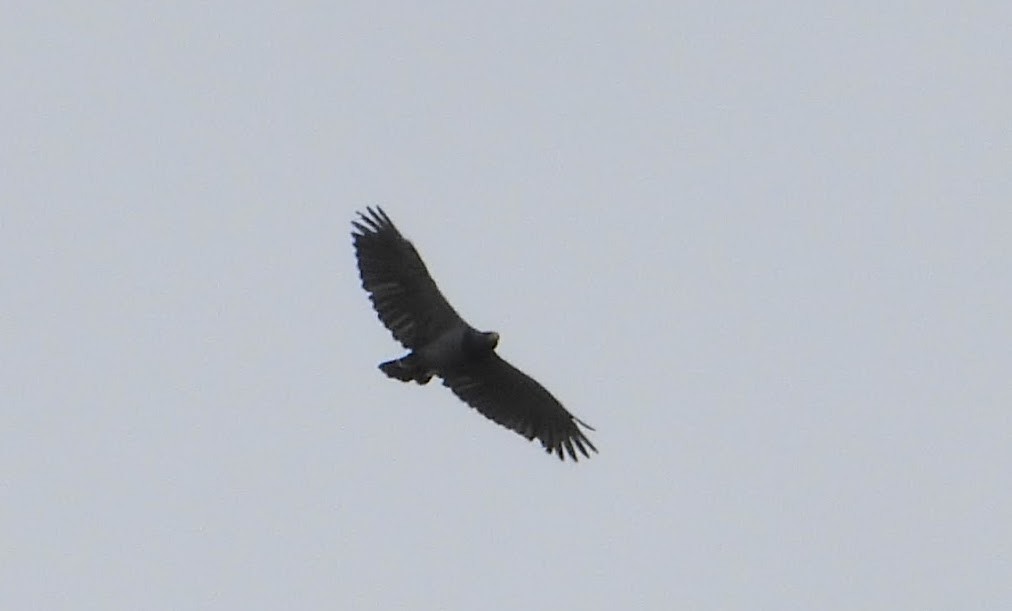 Barred Hawk - ML622773020