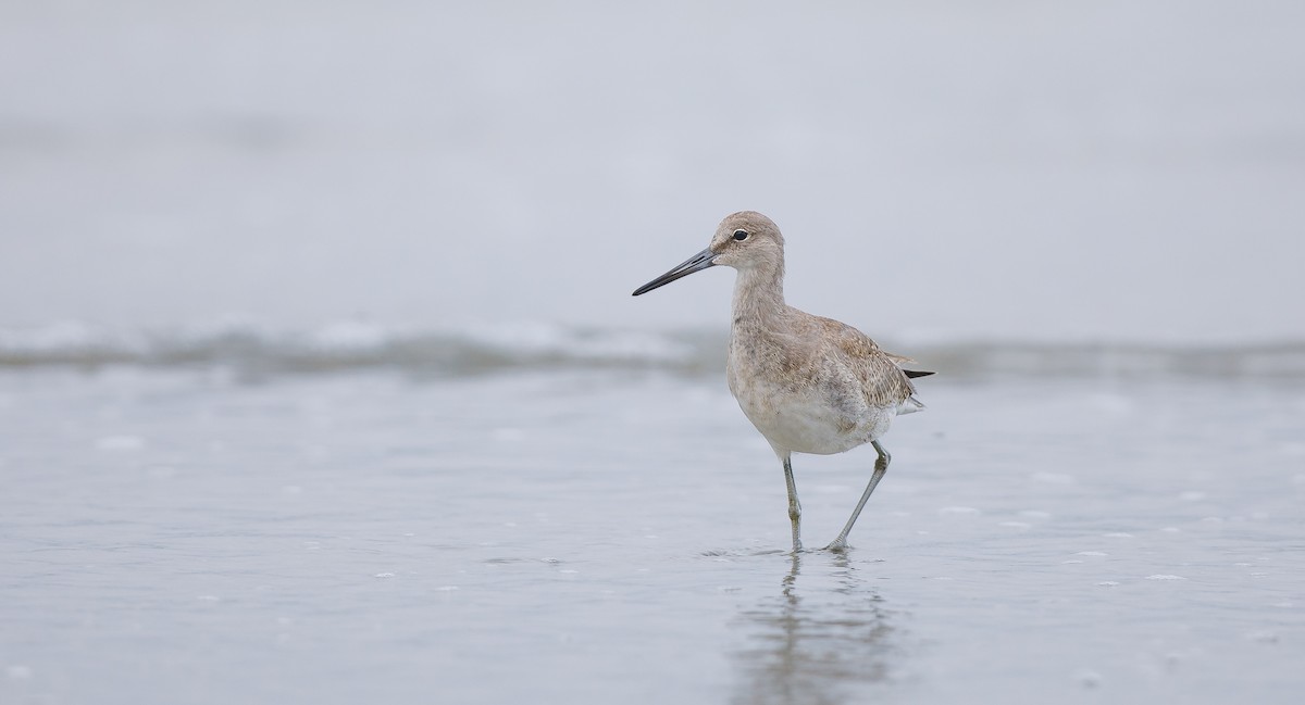 Willet (Western) - ML622773024