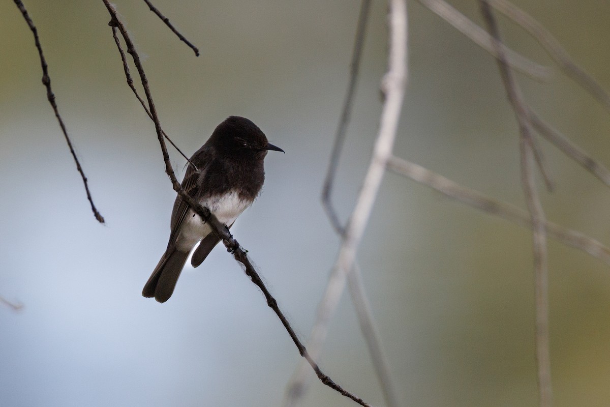 Black Phoebe - ML622773026