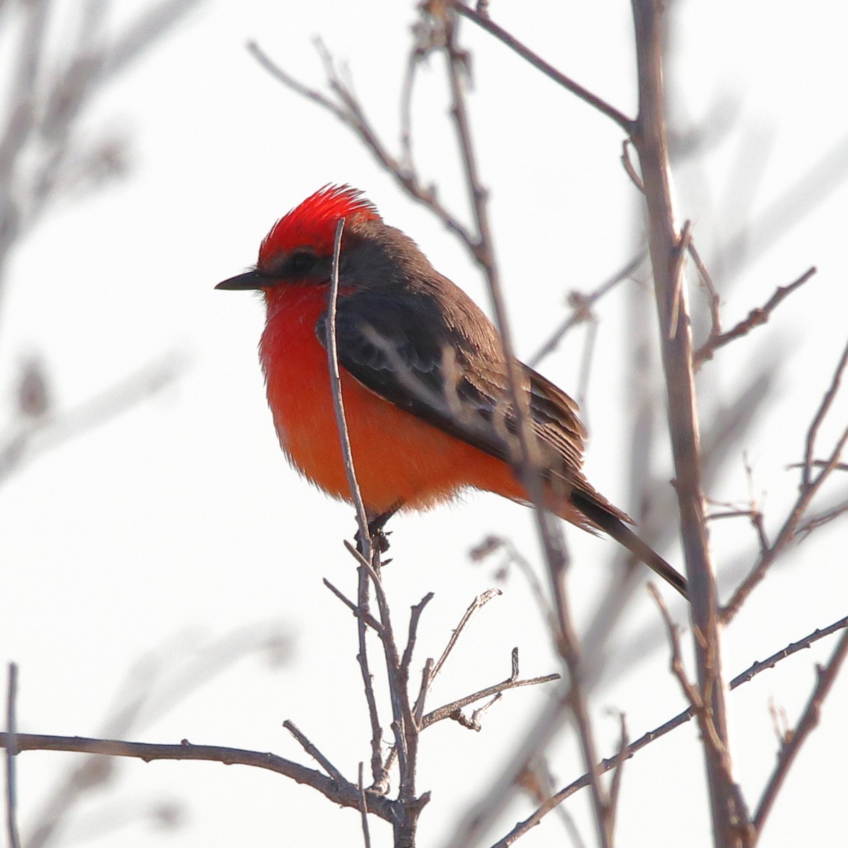 Vermilion Flycatcher - Charlie Wells