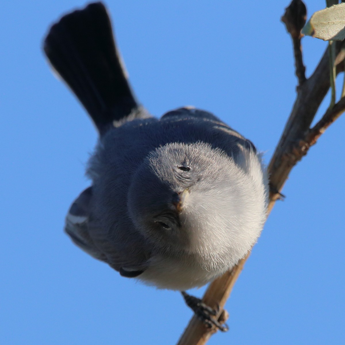 Blue-gray Gnatcatcher - Charlie Wells