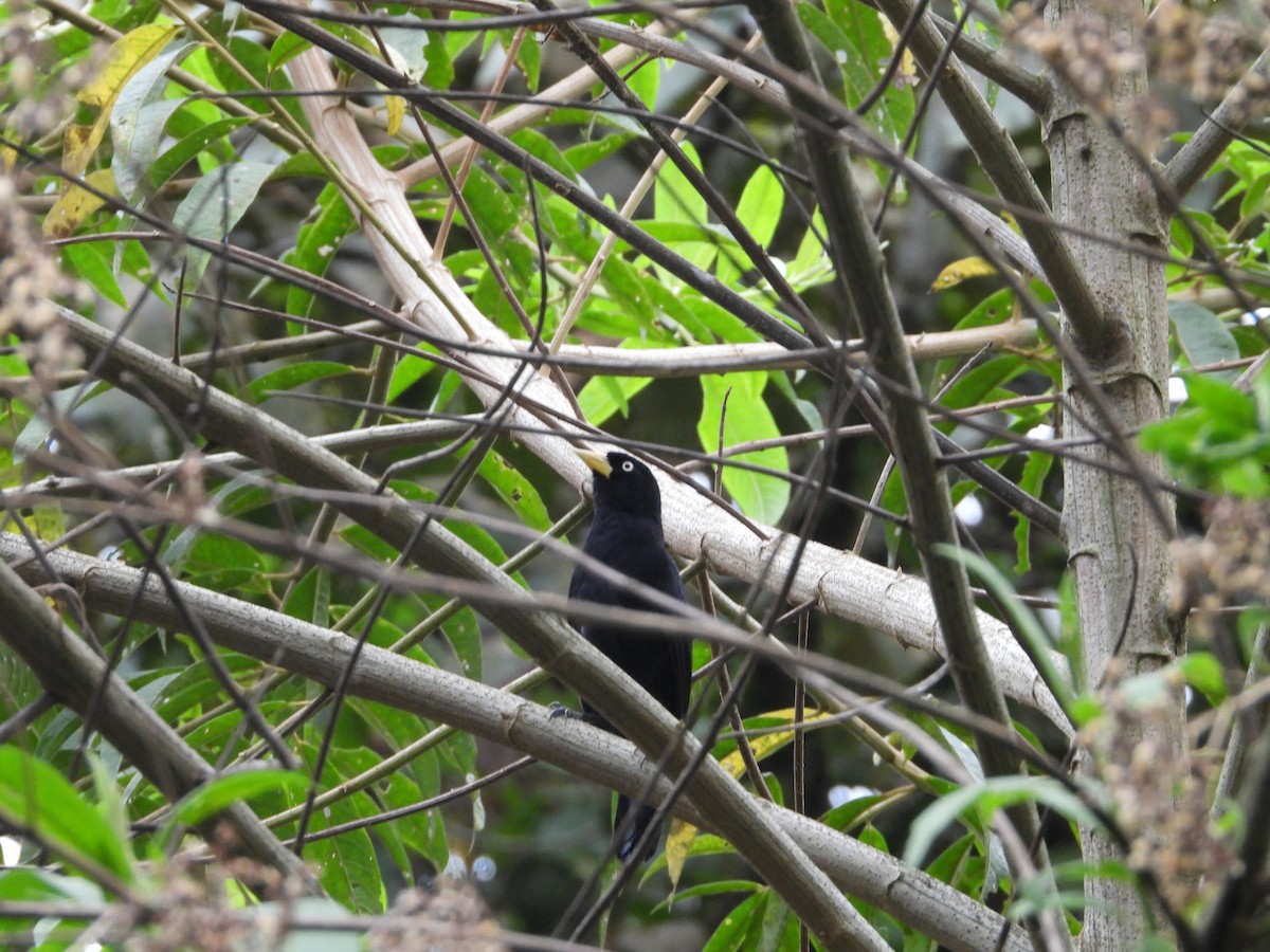 Yellow-billed Cacique - ML622773089