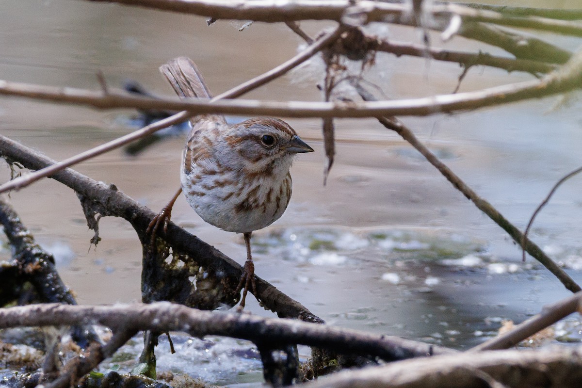 Song Sparrow - ML622773095