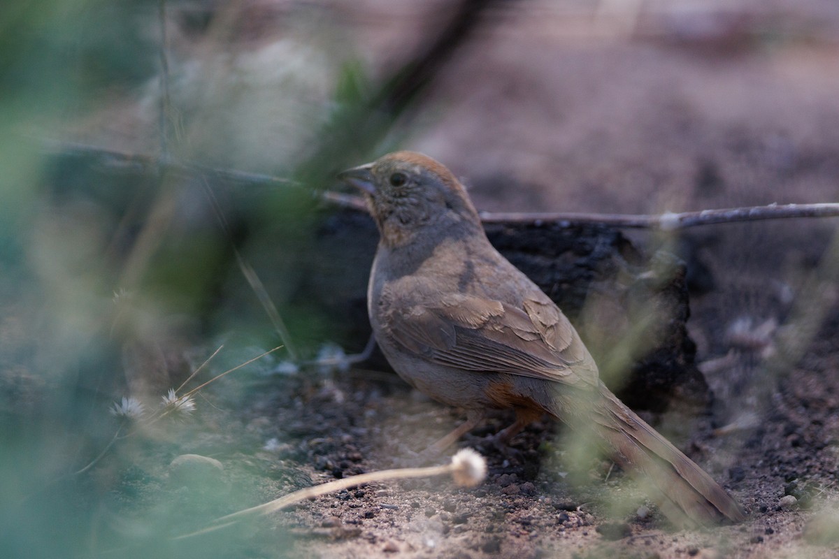 Canyon Towhee - ML622773159