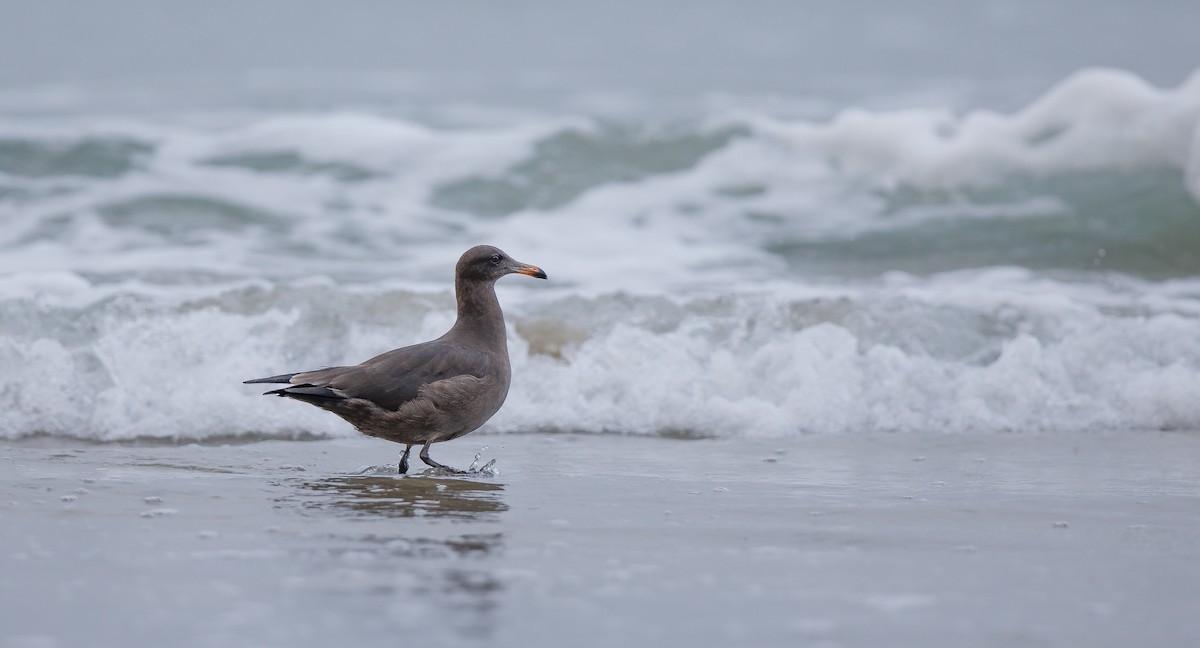 Heermann's Gull - ML622773167