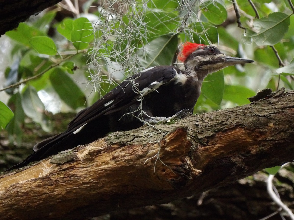 Pileated Woodpecker - Christopher Hensel