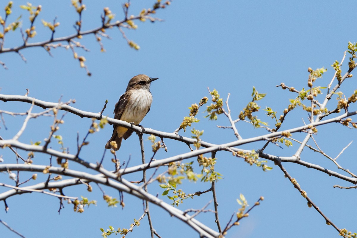 Vermilion Flycatcher - André Turcot