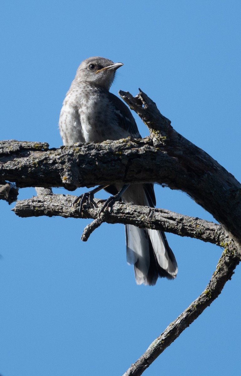 Northern Mockingbird - ML622773219