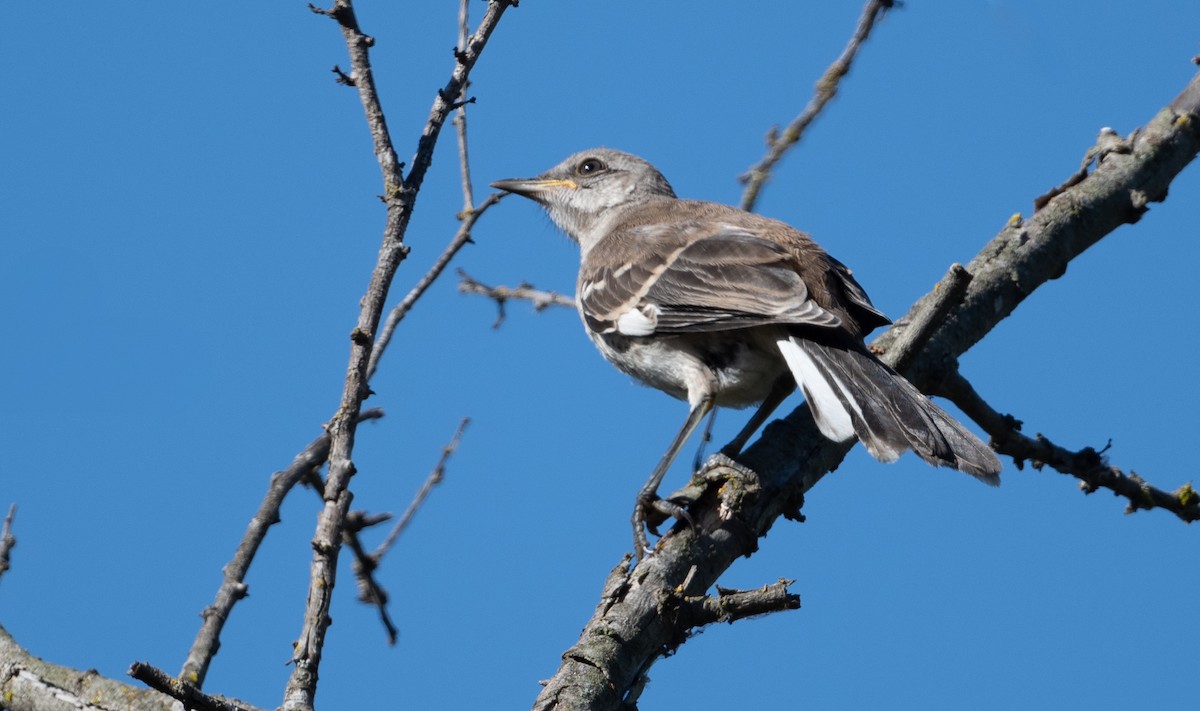 Northern Mockingbird - ML622773220