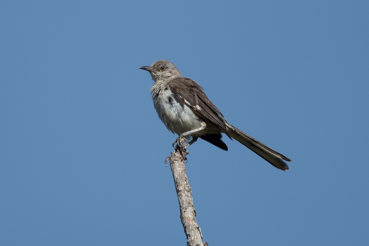 Northern Mockingbird - ML622773221