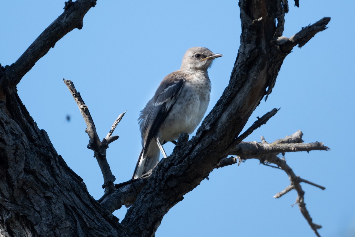 Northern Mockingbird - ML622773222