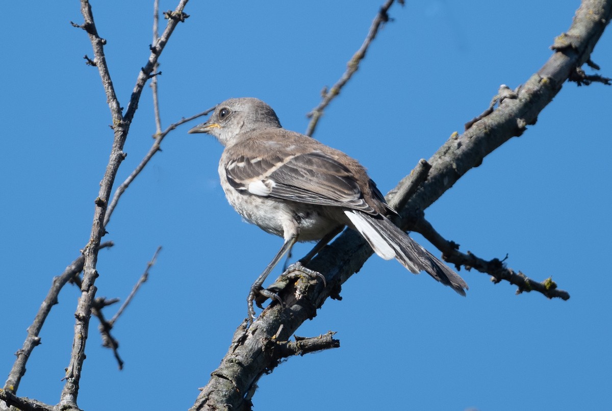 Northern Mockingbird - ML622773223