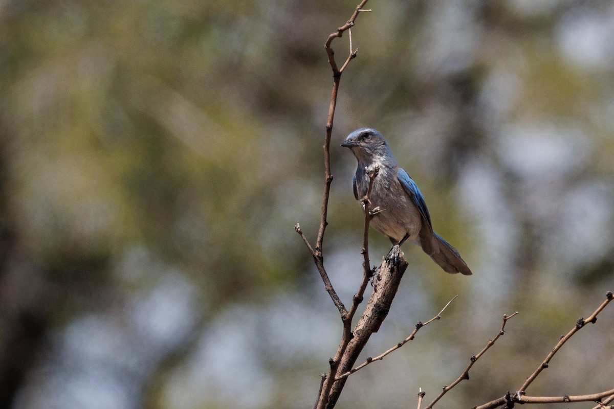 Woodhouse's Scrub-Jay - ML622773227