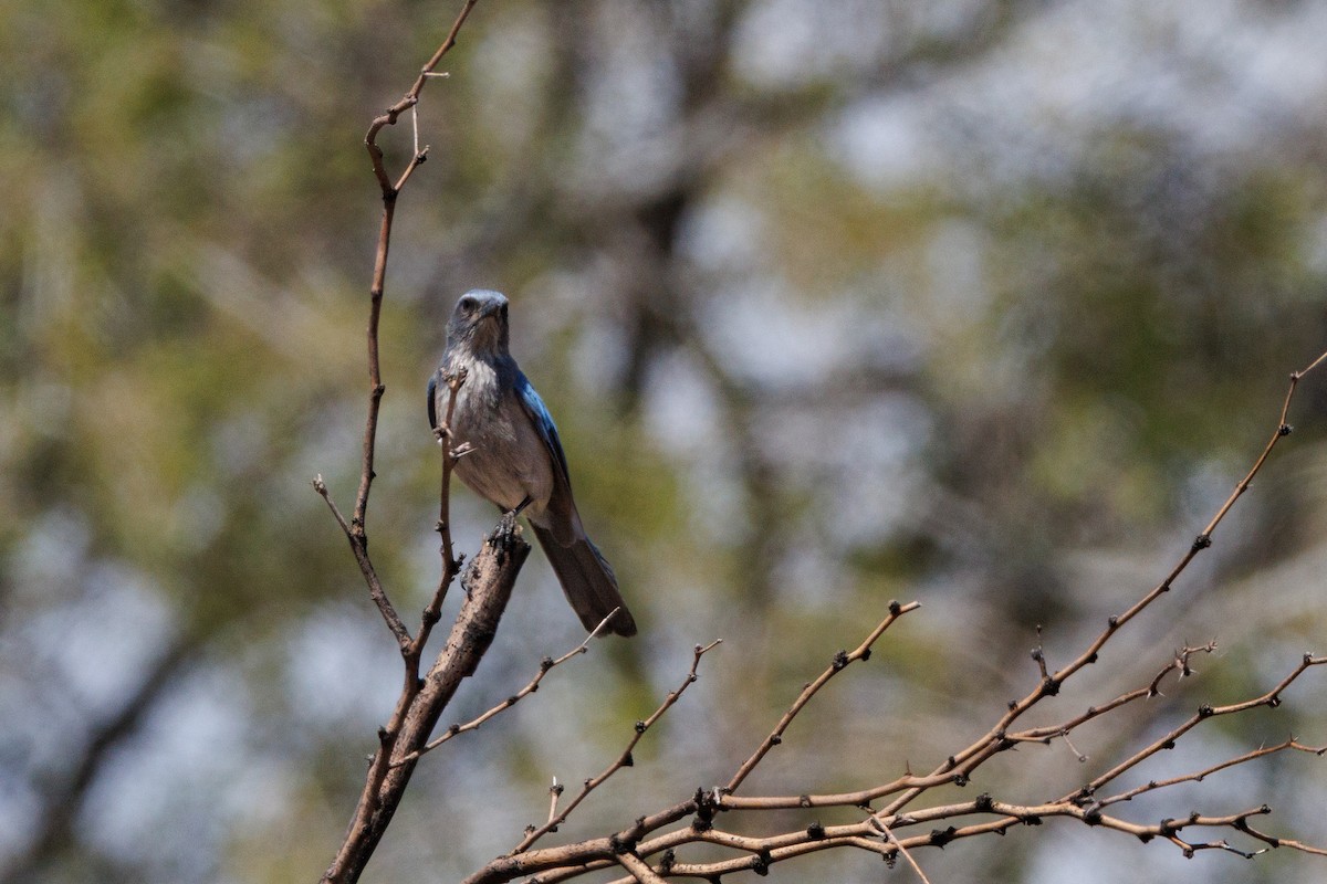 Woodhouse's Scrub-Jay - ML622773228