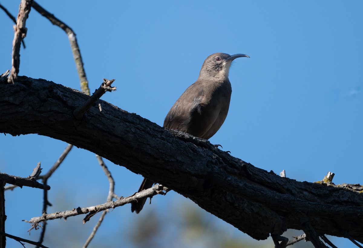 California Thrasher - ML622773262