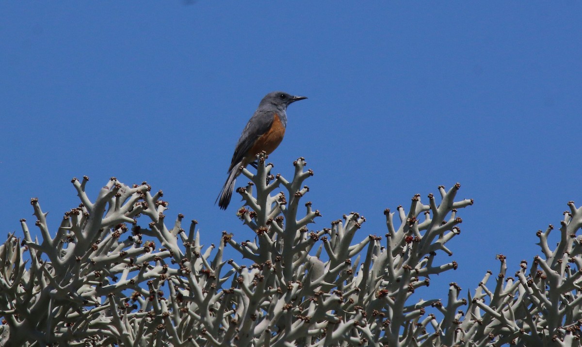 Littoral Rock-Thrush - ML622773314