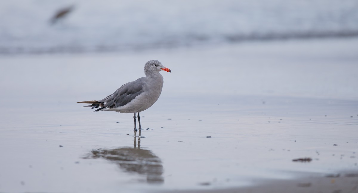 Heermann's Gull - ML622773343