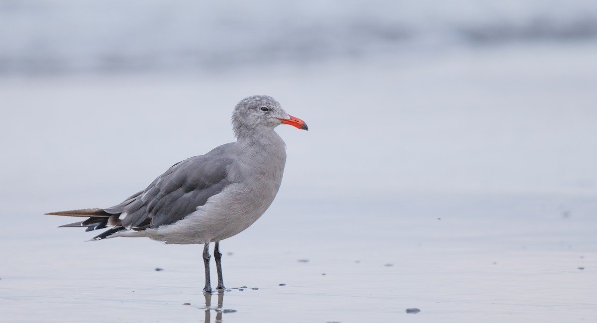 Heermann's Gull - Michael Sadat