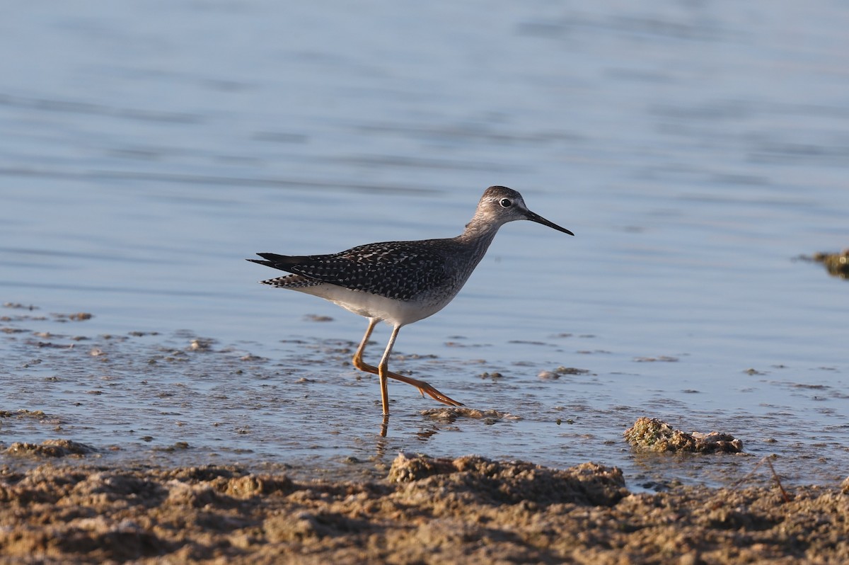 Lesser Yellowlegs - ML622773385