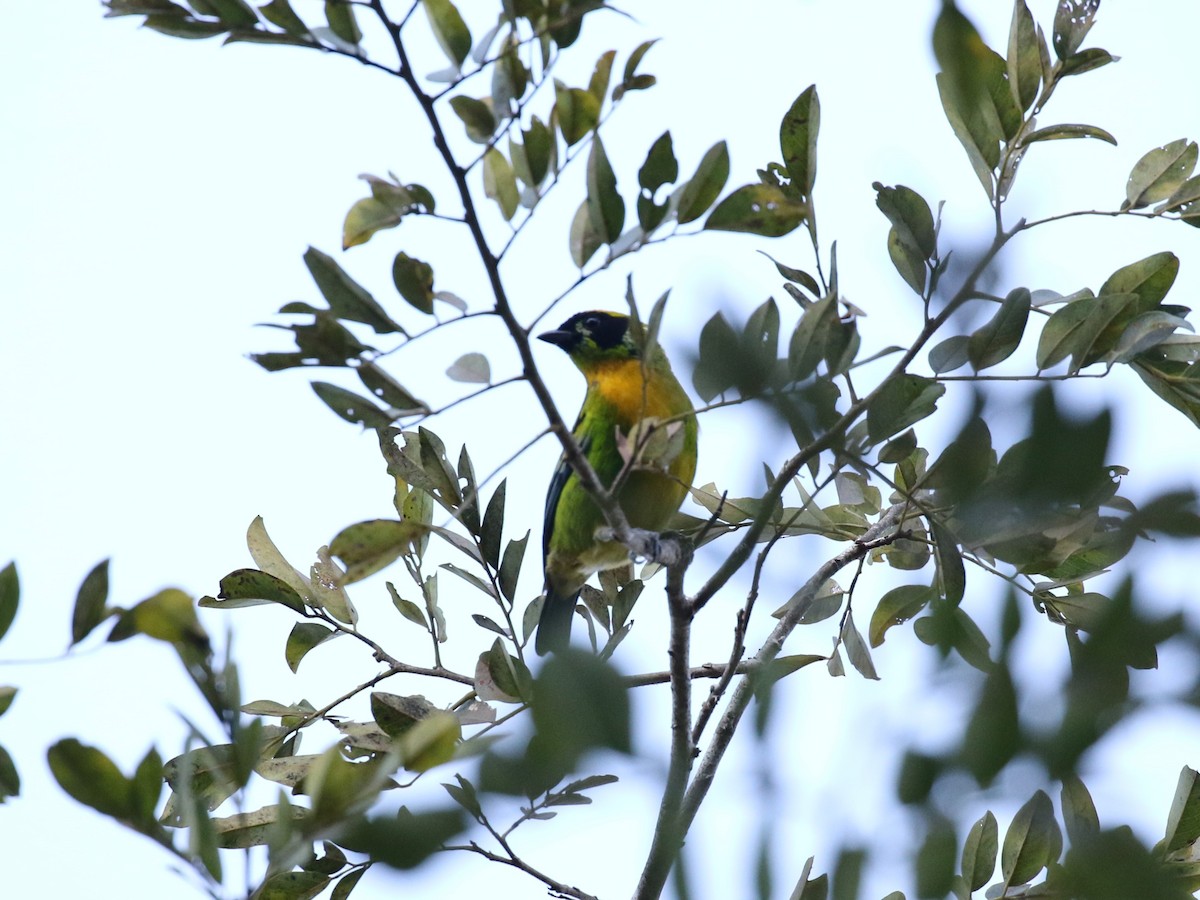 Green-and-gold Tanager - ML622773387