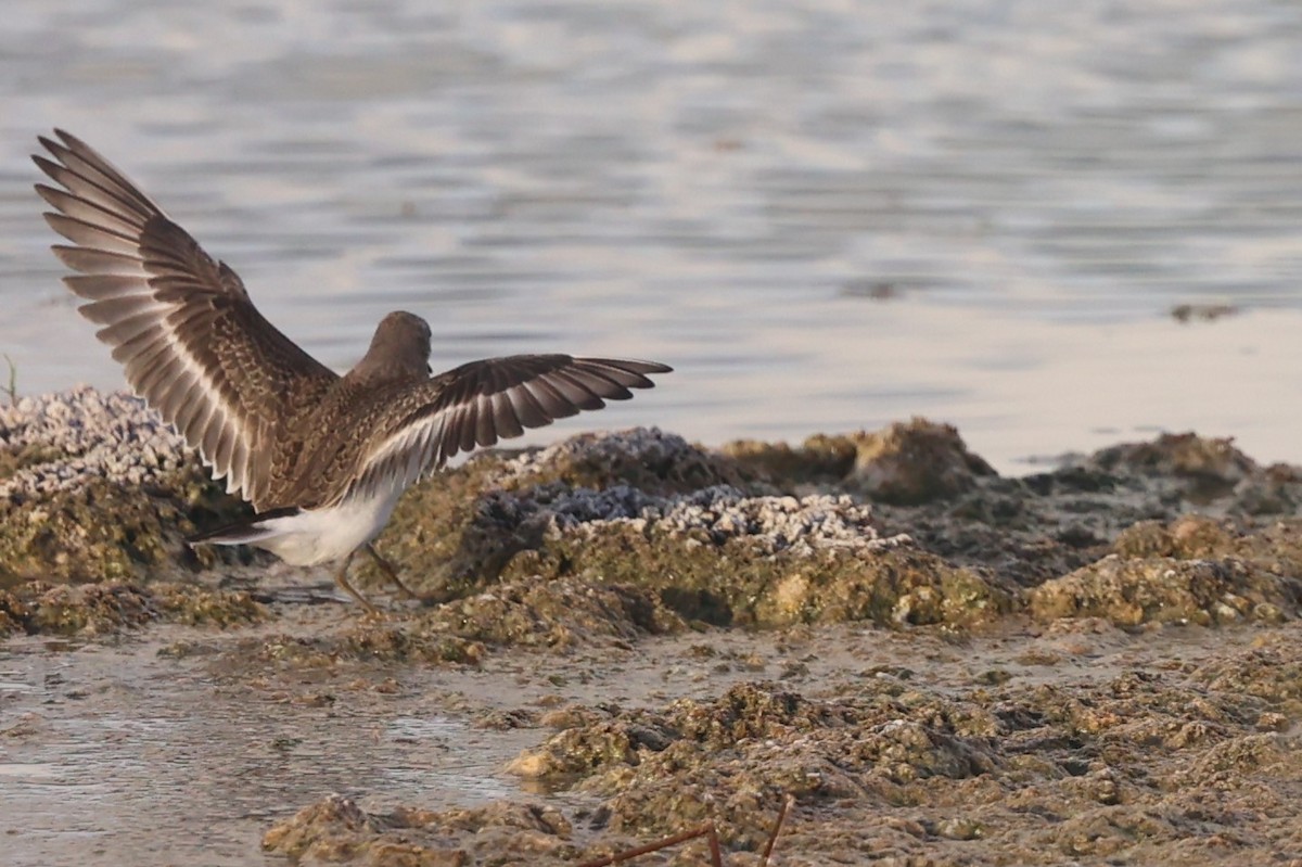 Temminck's Stint - ML622773390