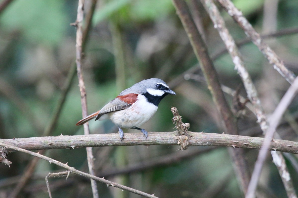 Red-tailed Vanga - ML622773419