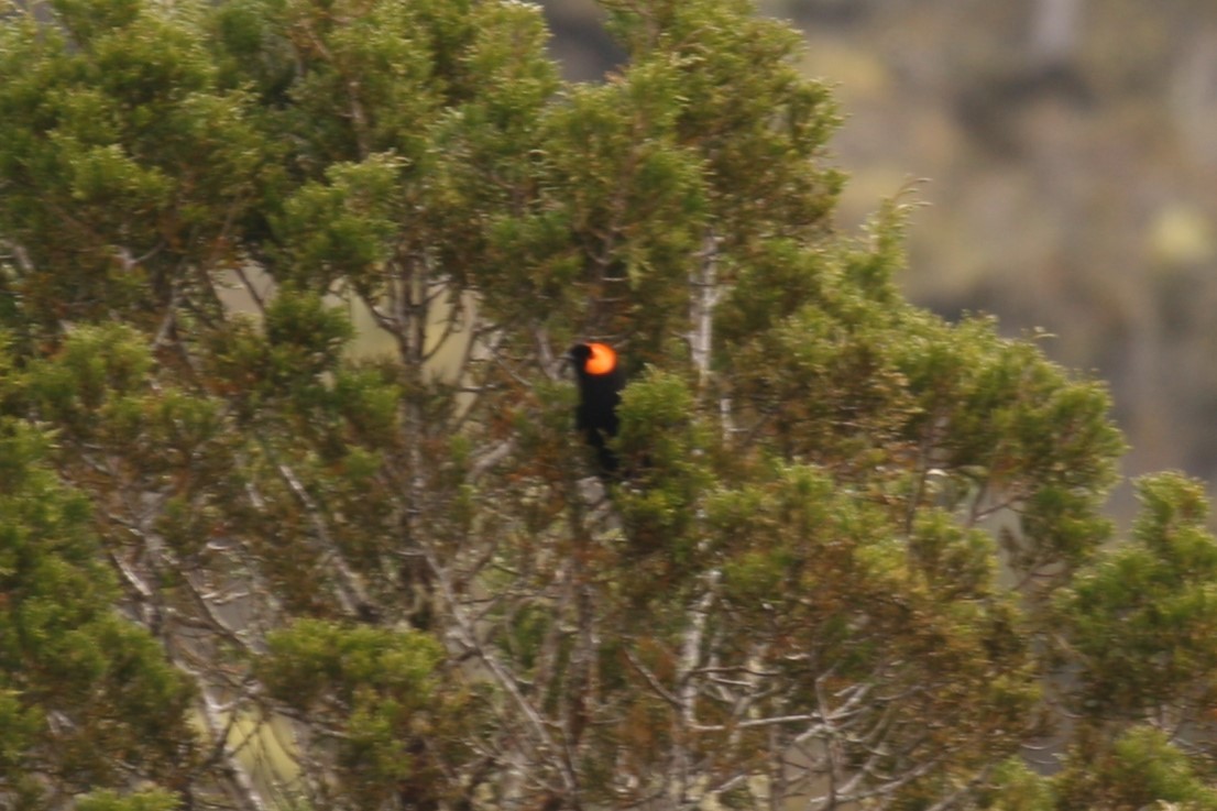 Macgregor's Honeyeater - ML622773423