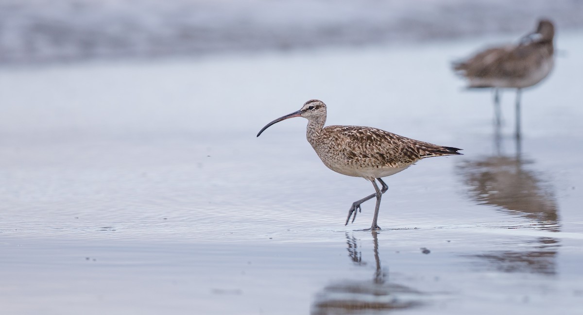 Whimbrel (Hudsonian) - ML622773424