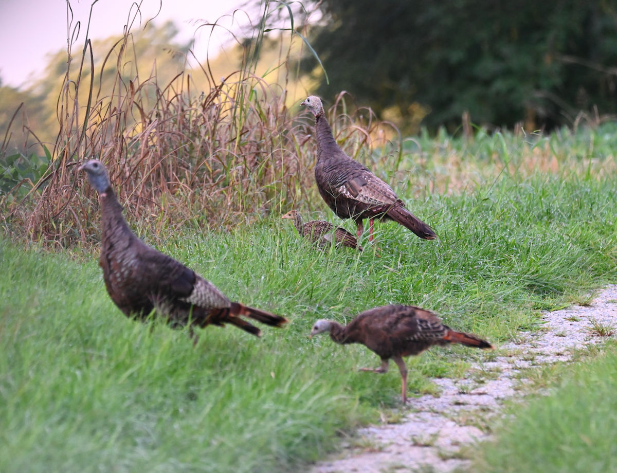 Wild Turkey - Heather Buttonow