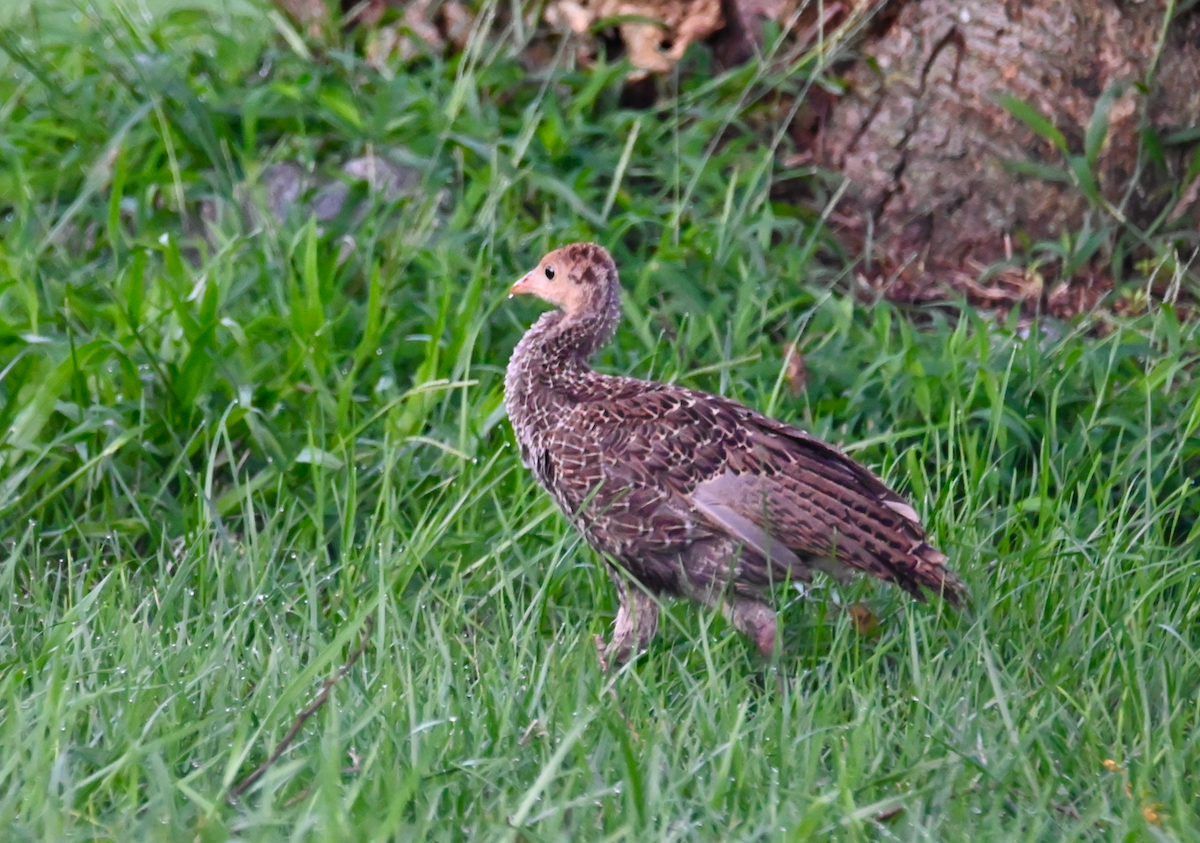 Wild Turkey - Heather Buttonow